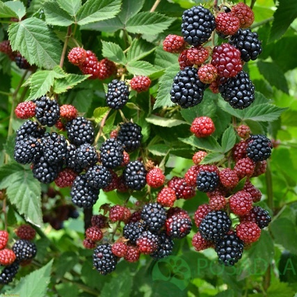 картинка Ежевика Рубен 