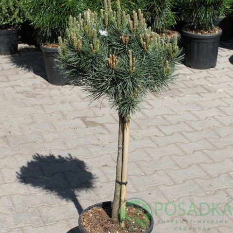 картинка Сосна крючковатая Krusnohorec 5л 