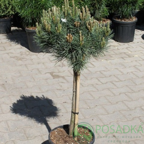 картинка Сосна крючковатая Krusnohorec 5л 