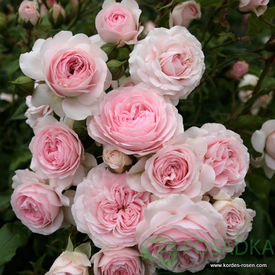 картинка Роза флорибунда Герцогиня Кристиана 