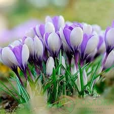 картинка Крокус Vanguard  картинка Крокус Vanguard