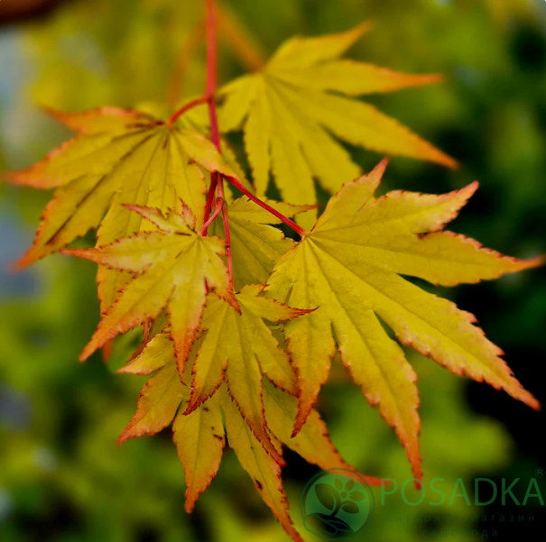 картинка Клен Ширасави Jordan 