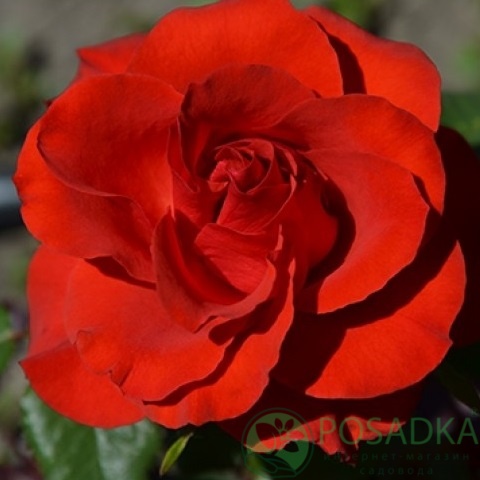 картинка Роза чайно-гибридная Найт Фэвер 