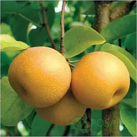 картинка Груша азиатская Коко Суи 