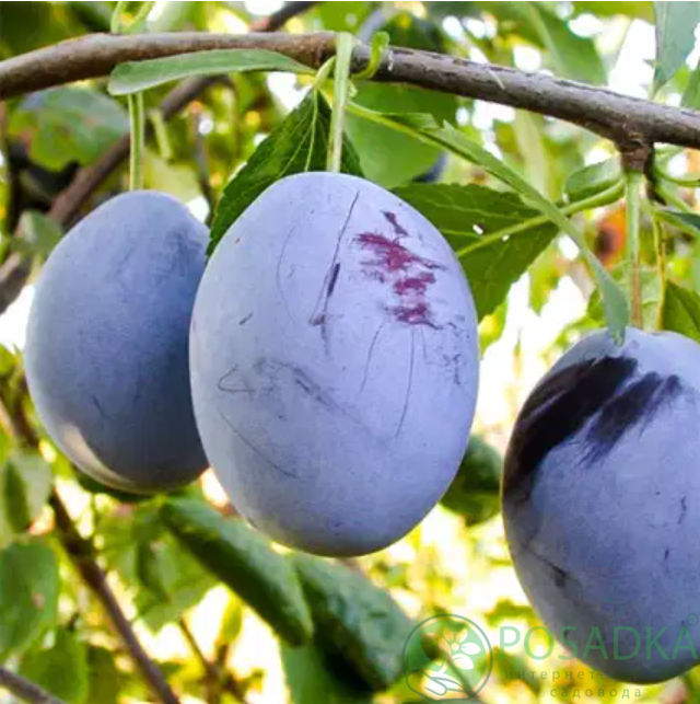 картинка Слива Герман  картинка Слива Герман