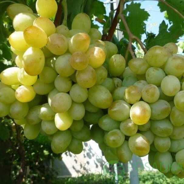 картинка Виноград Айвенго 