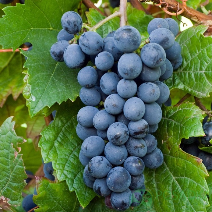 картинка Виноград Барон (винный) 