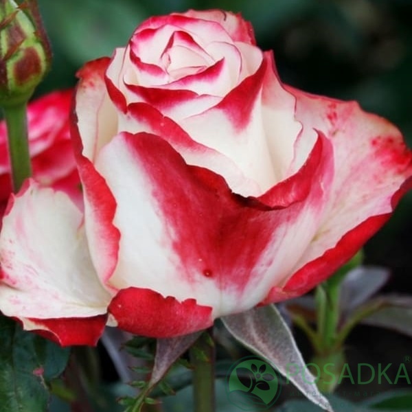 картинка Роза чайно-гибридная Свитнес 