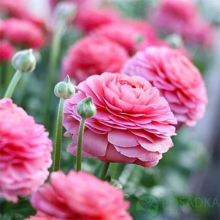 картинка Ранункулюс (лютик) Aviv Rose 