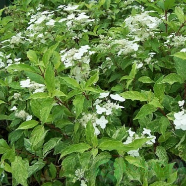 картинка Гортензия метельчатая Shikoku Flash 