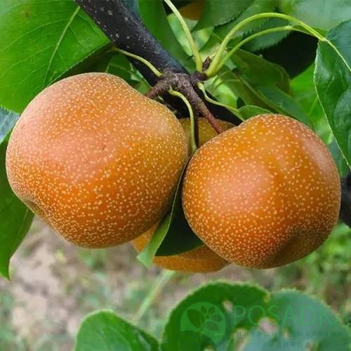 картинка Груша азиатская Хоюро 