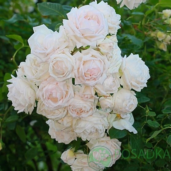 картинка Роза кустовая Мартина Гийо (Rosa Martine Guillot) 