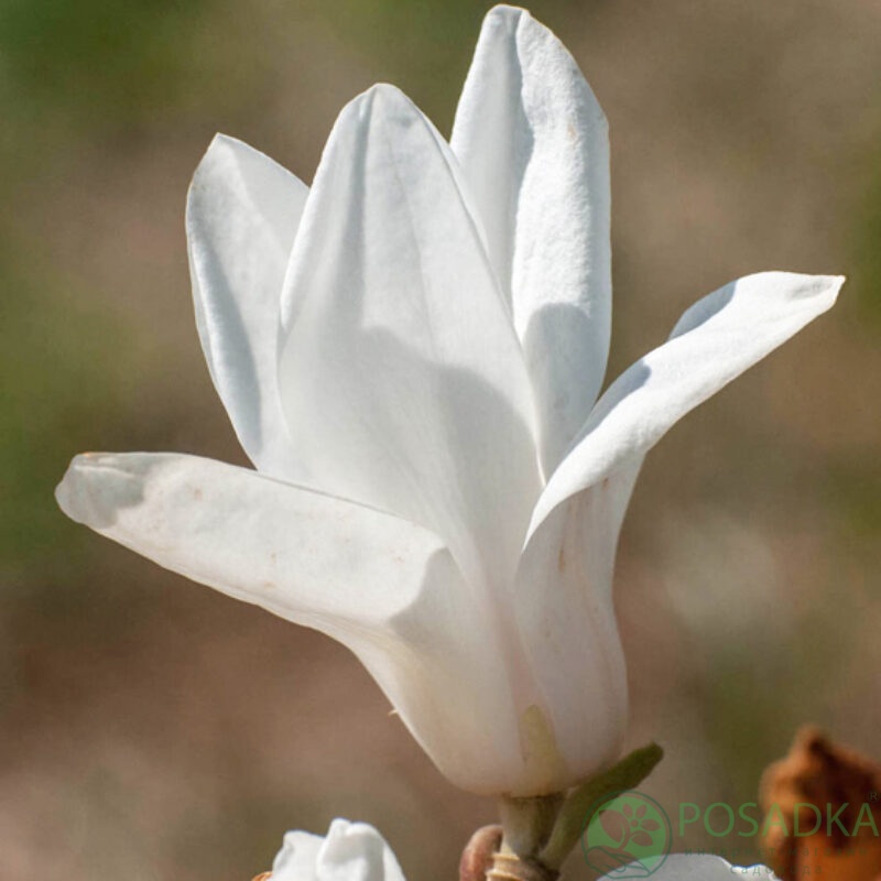 картинка Манголия Pegasus 