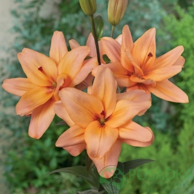 картинка Лилия Falmarin 