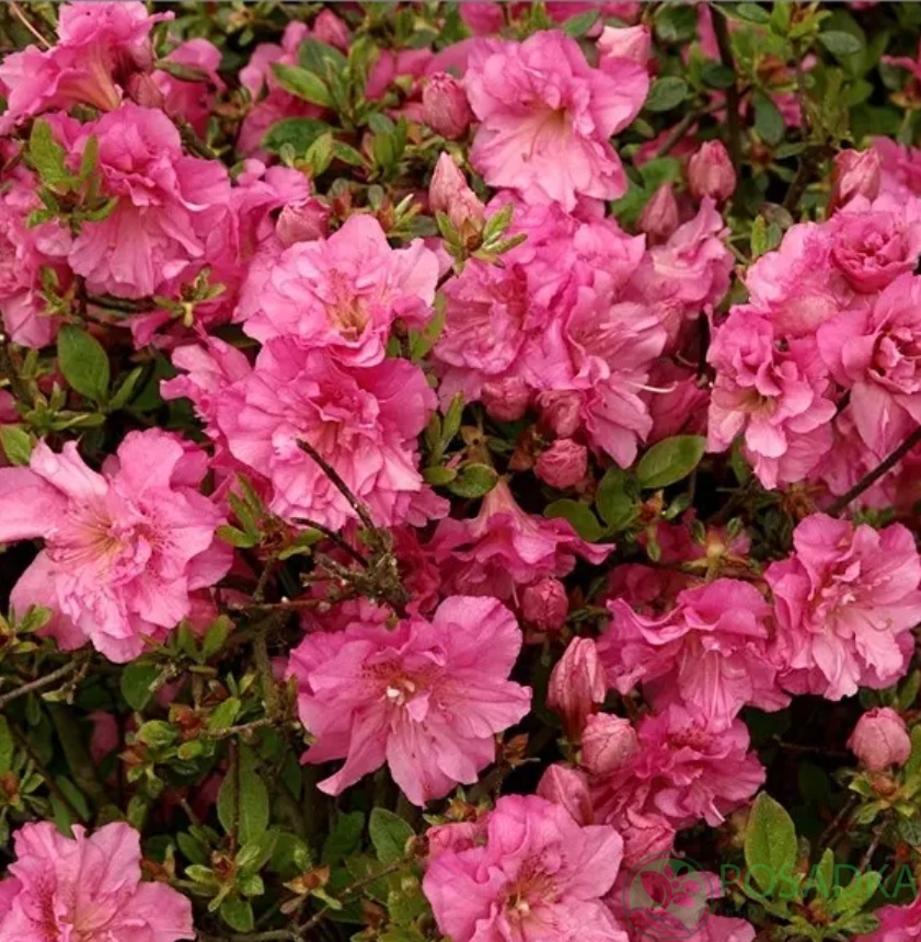 картинка Азалия японская Petticoat 