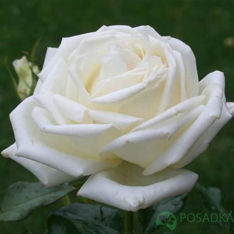 картинка Роза чайно-гибридная Карен Бликсен 