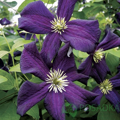 картинка Клематис Romantika 