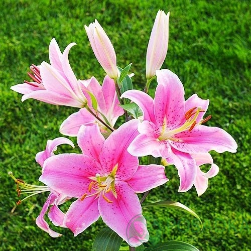 картинка Лилия Sorbonne 