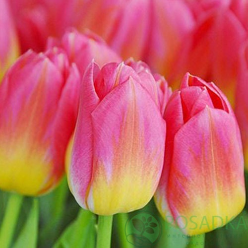 картинка Тюльпан Tom Pouce (3 шт) р9 