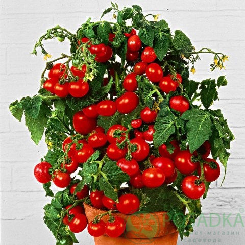 картинка Семена Томат Бонсай 0.1гр, SeedEra 