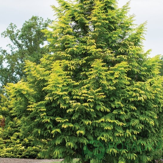 картинка Метасеквойя китайская 