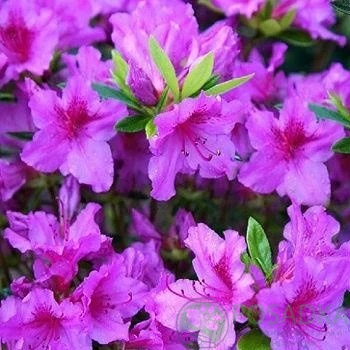 картинка Рододендрон тупой Blue Danube 