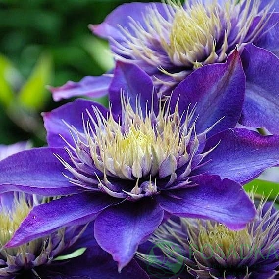 картинка Клематис Multi Blue (Мульти Блю) 