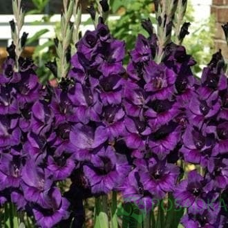 картинка Гладиолус Purple flora картинка Гладиолус Purple flora
