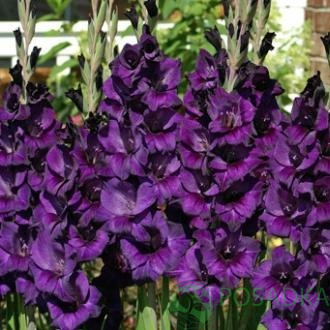 картинка Гладиолус Purple flora 