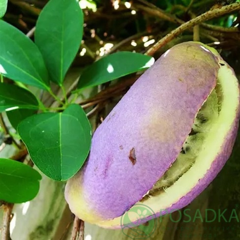картинка Акебия пятилистная Variegata 