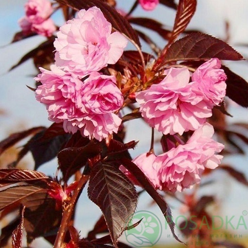 картинка Сакура краснолистная "Роял Бургунди" 