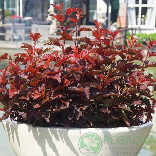 картинка Пузыреплодник калинолистный Little Angel 