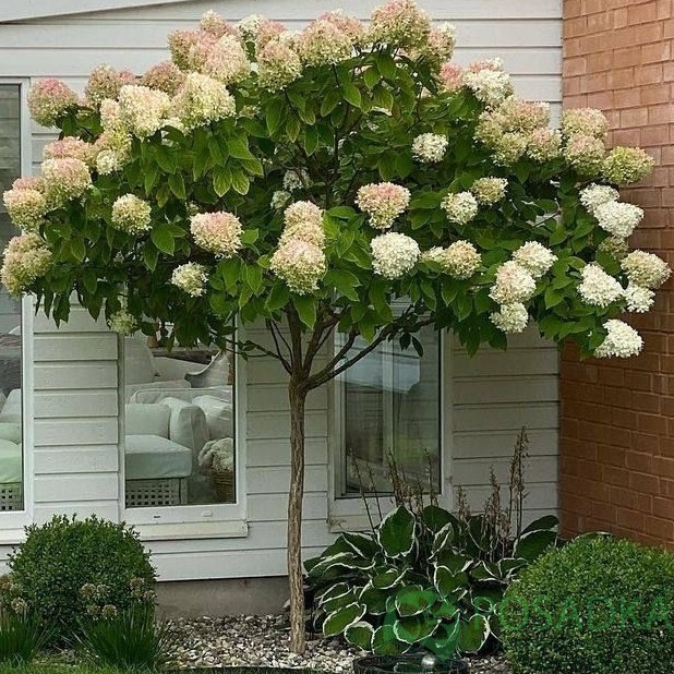 картинка Гортензия на штамбе Пастель Грин 