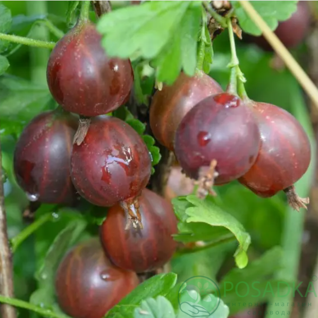 картинка Крыжовник Сириус (бесшипный) 