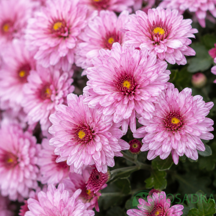 картинка Хризантема мультифлора Podium Pink Bicolor 
