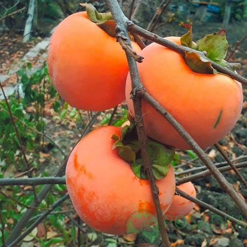 картинка Хурма Божий Дар (привитая, морозостойкая, ранняя) 