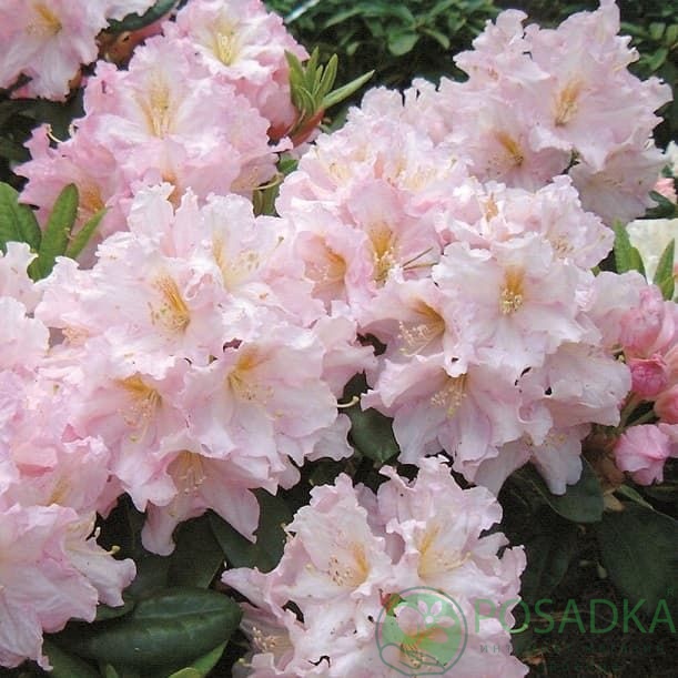 картинка Рододендрон гибридный Dagmar 