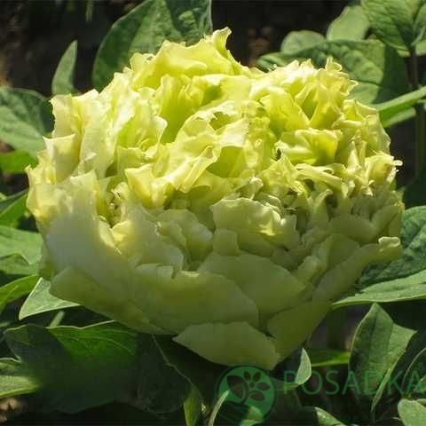 картинка Пион древовидный Spring Willow Chun Liu 