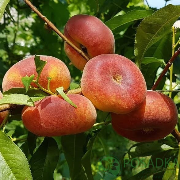 картинка Персик инжирный Свит Ринг 