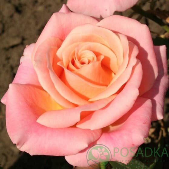 картинка Роза чайно-гибридная Мисс Пигги 