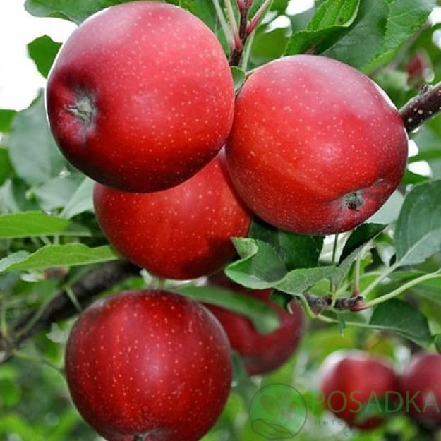 картинка Яблоня Гала Галакси 