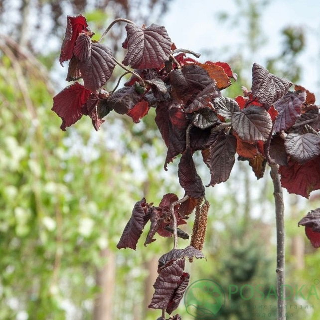 картинка Лещина обыкновенная Ред Маджестик 