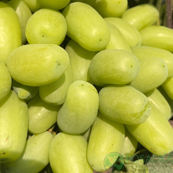 картинка Виноград Белая Леди 