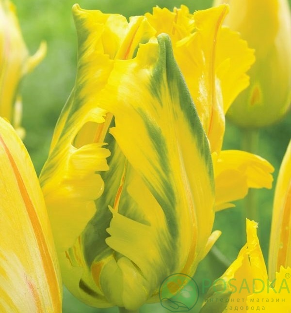 картинка Тюльпан Eagle Wings (3 шт) 