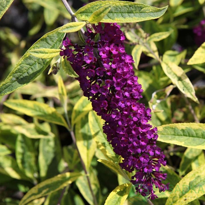 картинка Буддлея Давида Сантана 