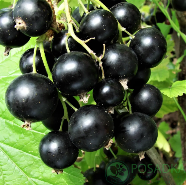 картинка Смородина чёрная Глаз Дракона 