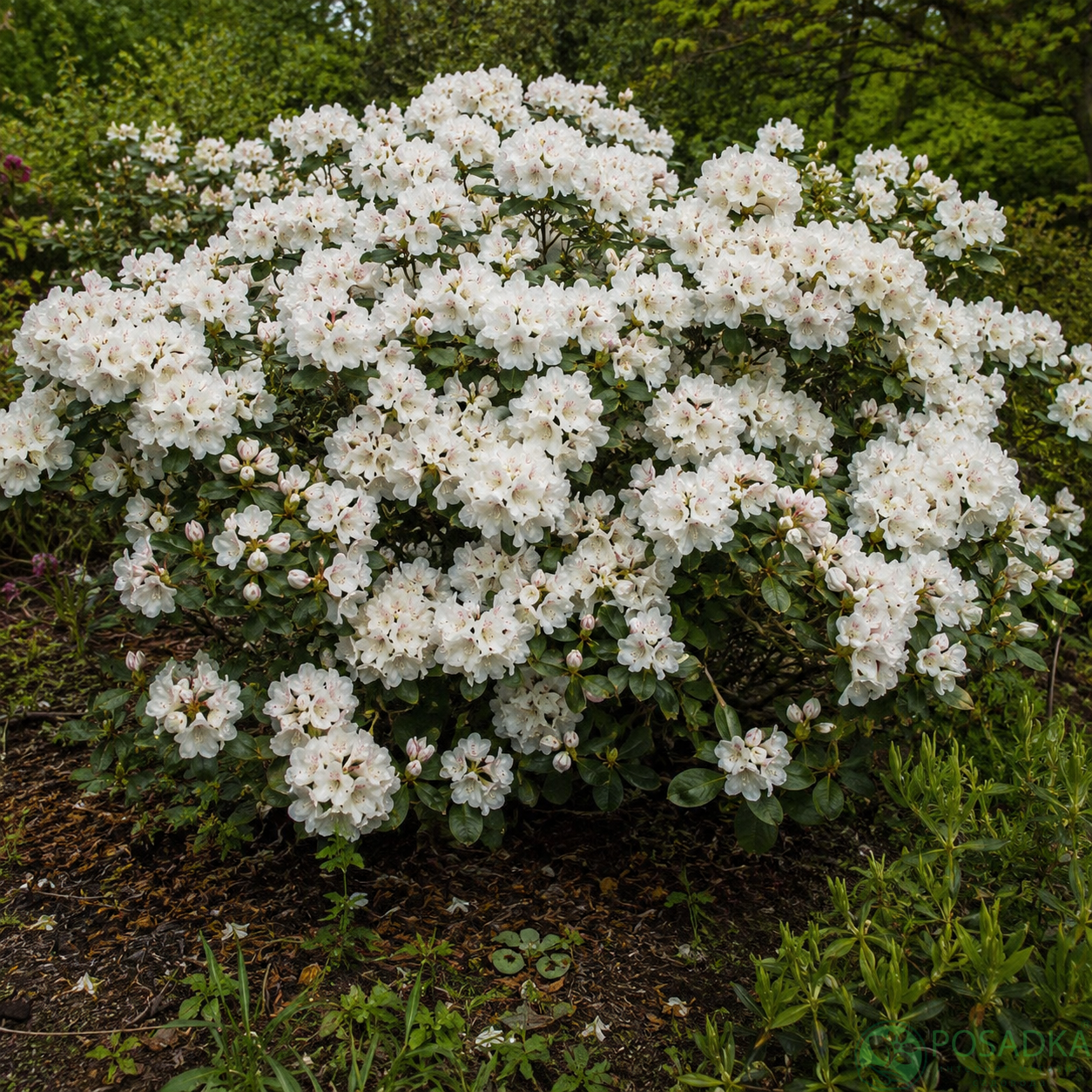 картинка Рододендрон Уильямса Gartendirektor Rieger 