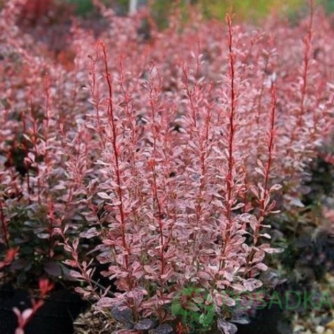 картинка Барбарис Тунберга Rosy Rocket 