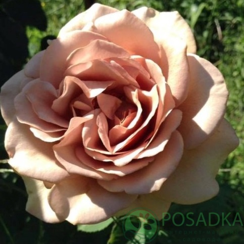 картинка Роза флорибунда Mokarosa 