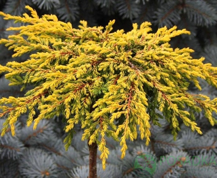 картинка Можжевельник обыкновенный Lemon Carpet на штамбе 